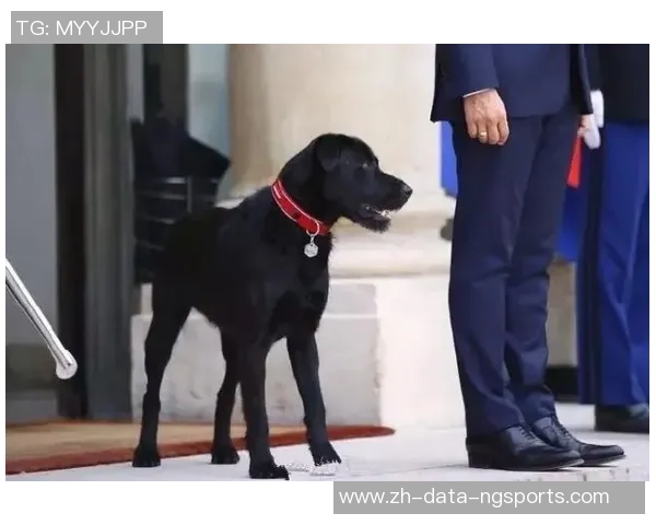 足球狗裤子引领时尚潮流让你的爱犬也能成为场上明星